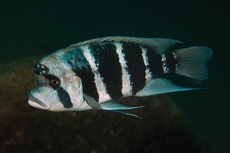Cyphotilapia frontosa 'Lubugwe Bay'